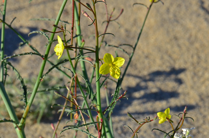 California Suncup is an annual or perennial forb or herb that is found below 4,500 feet in dry slopes, open areas, plains and washes in desert scrub and chaparral communities. Eulobus (Camissonia) californicus 